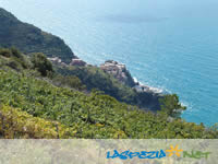 I vigneti e Manarola